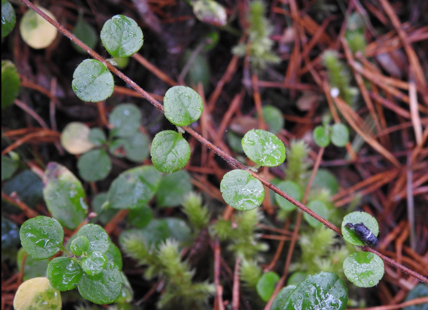 Linnaea borealis americana
