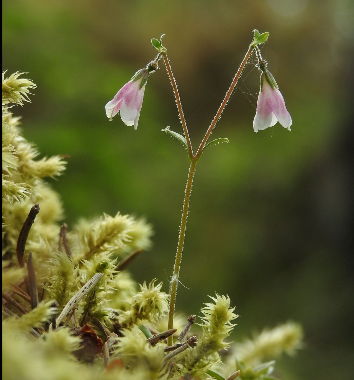Linnaea borealis americana – ortelgarden