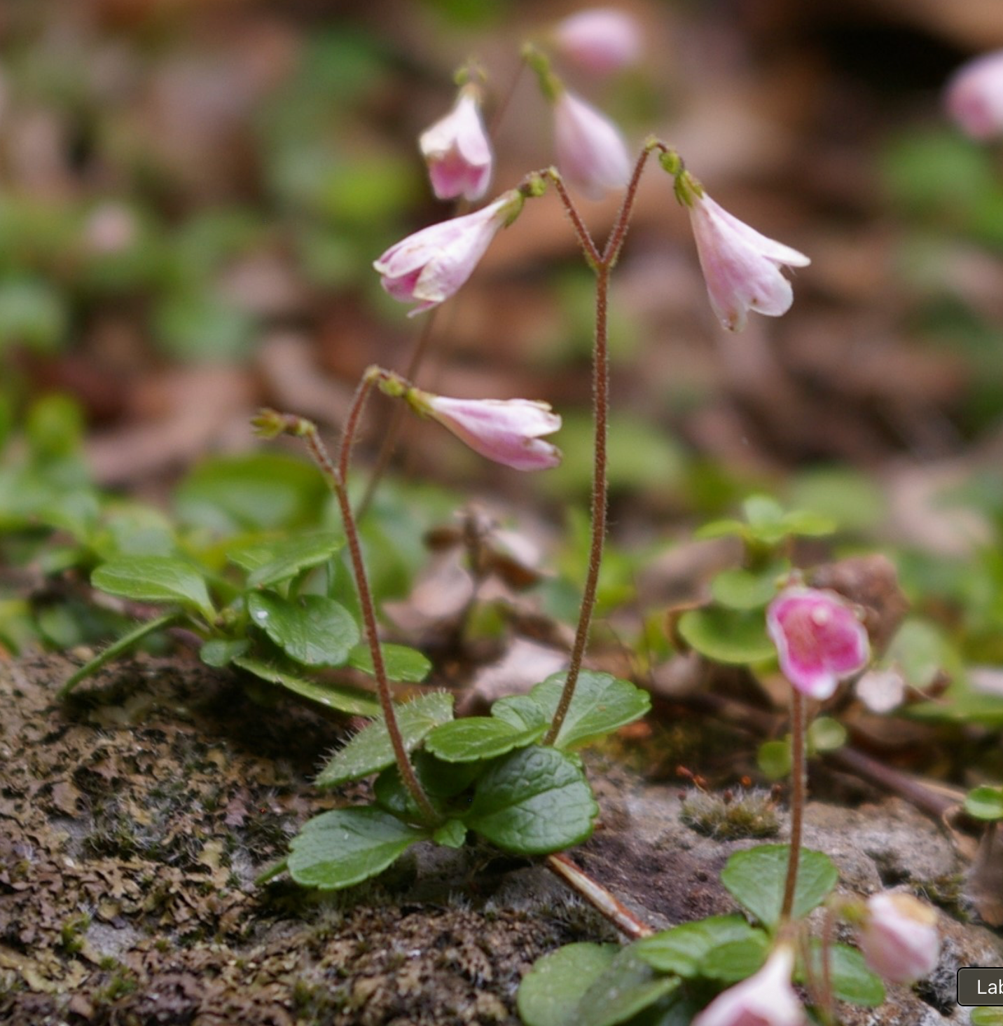 Linnaea borealis americana