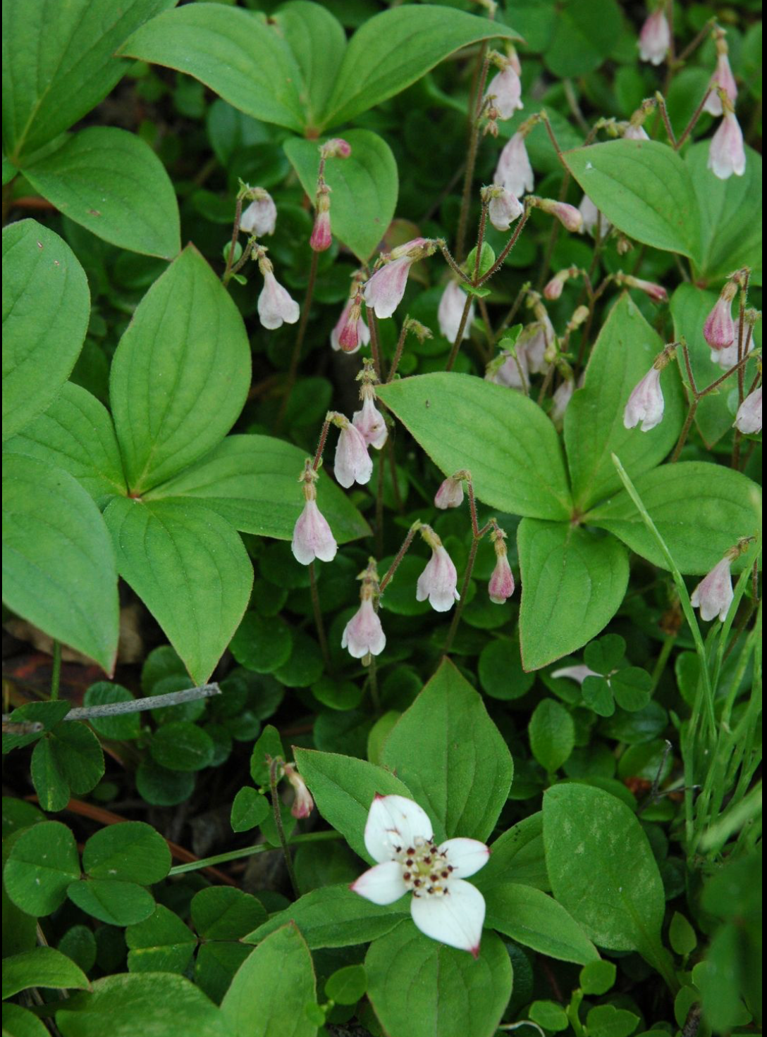 Linnaea borealis americana