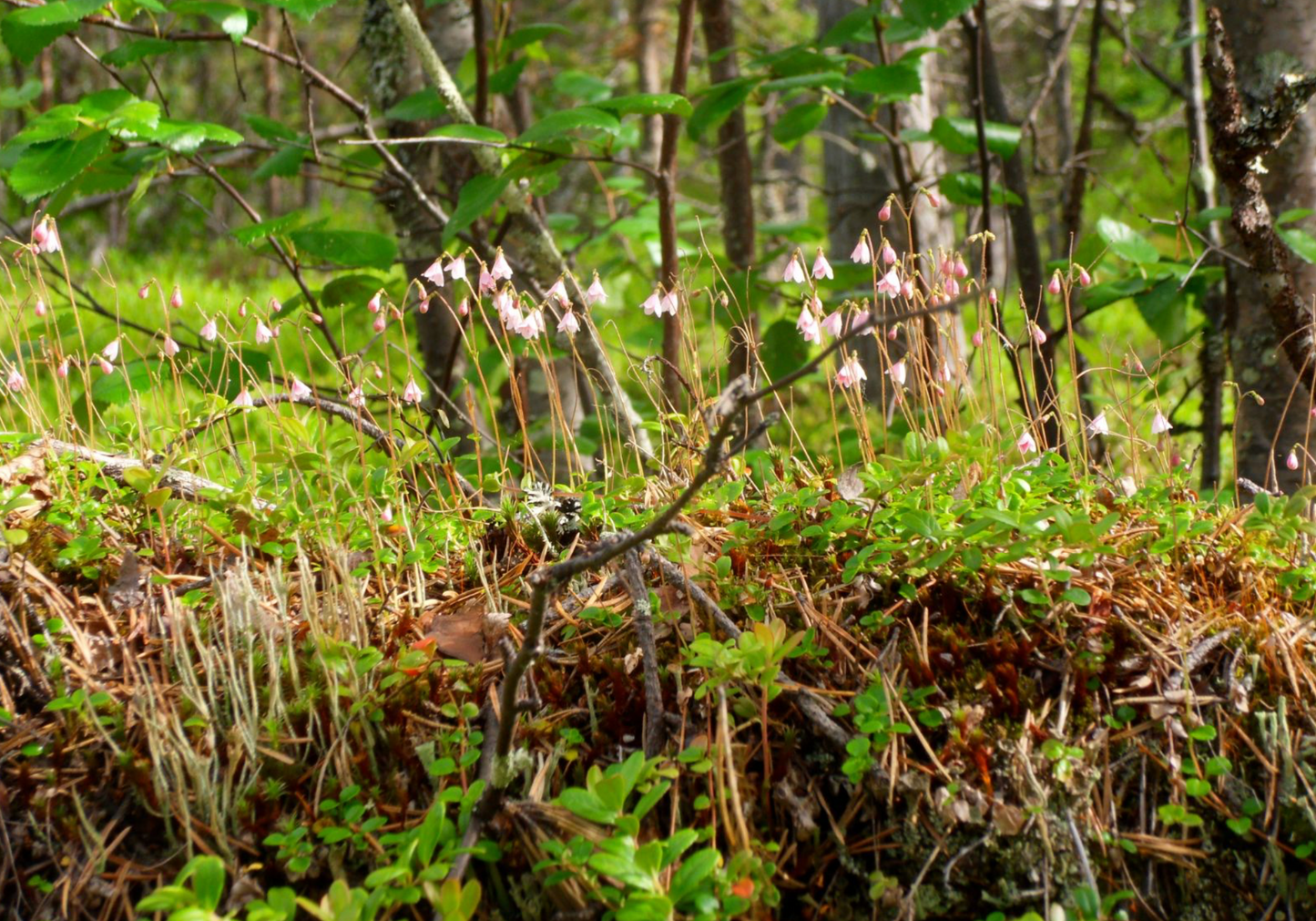 Linnaea borealis americana