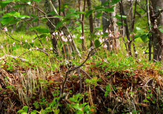 Linnaea borealis americana