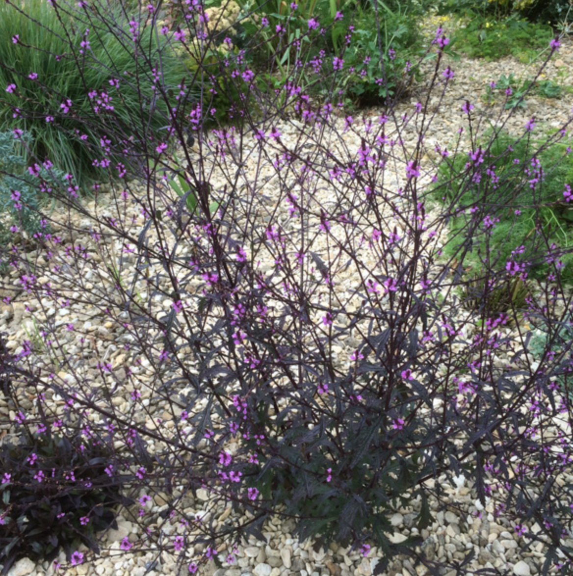 Verbena officinalis 'Bampton'