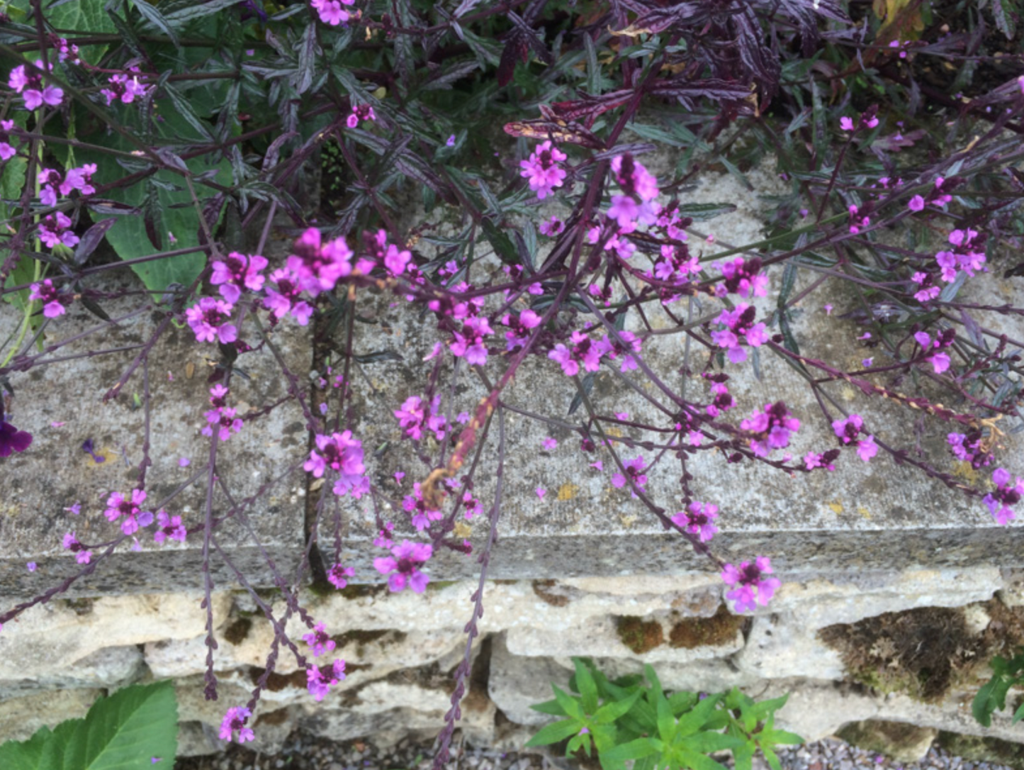 Verbena officinalis 'Bampton'
