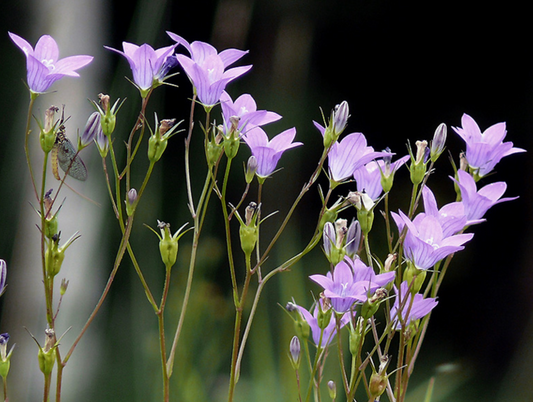Campanula patula