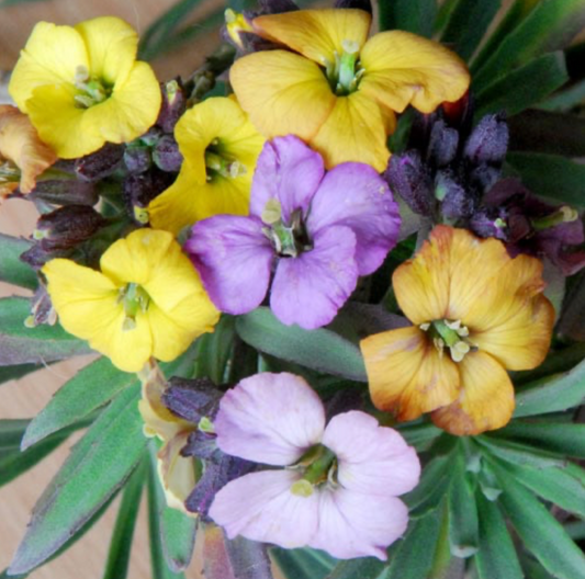 Erysimum x 'Ray's Early Giants'