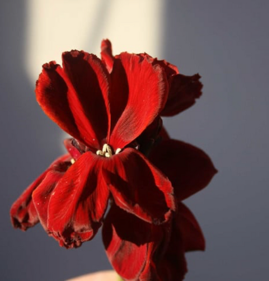 Erysimum  cheiri 'Vulcan'