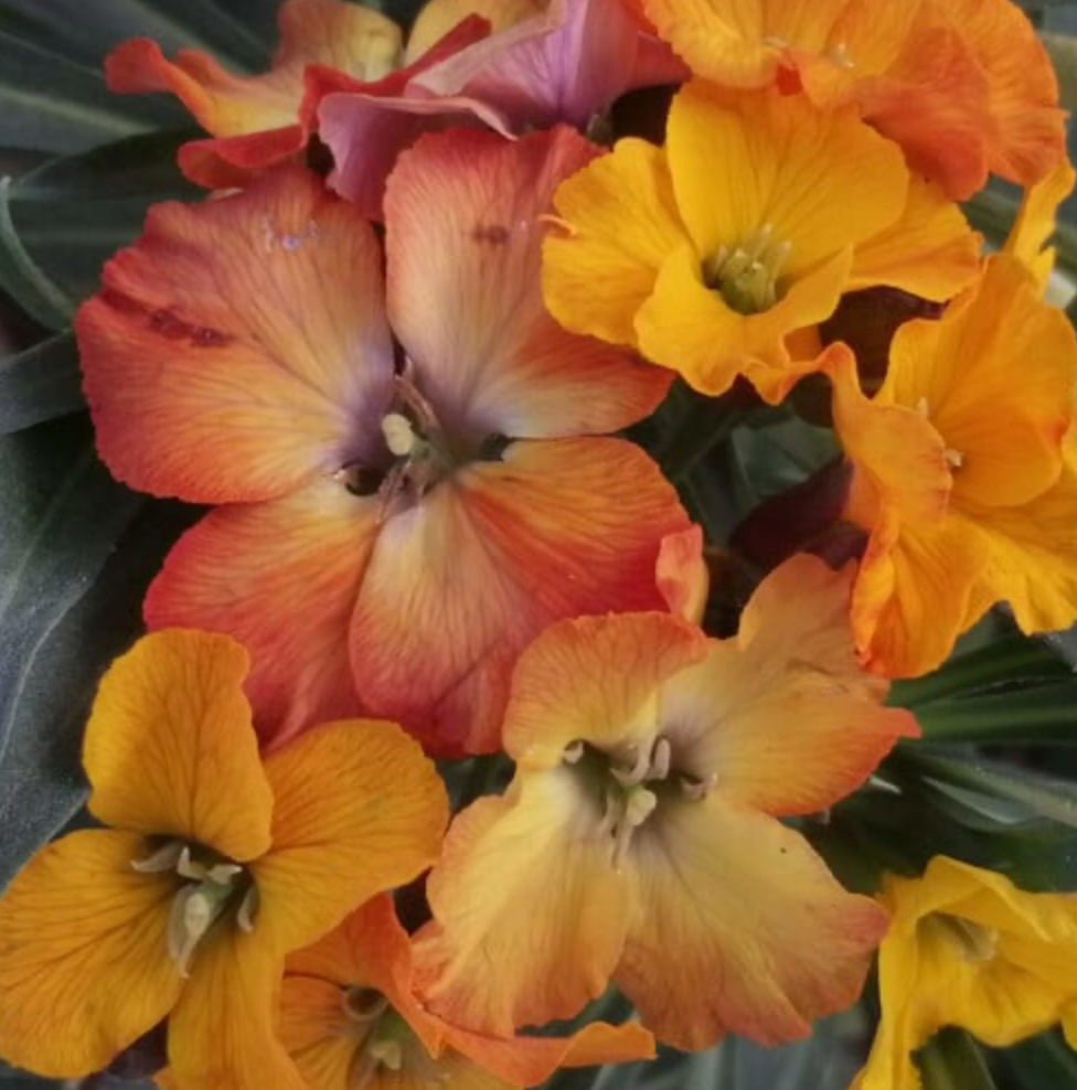 Erysimum   x 'Tangerine Titan'