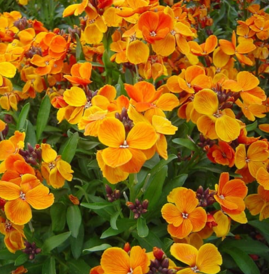Erysimum  cheiri 'Allionii'