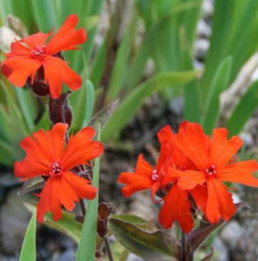 Lychnis x 'Arkwrightii'