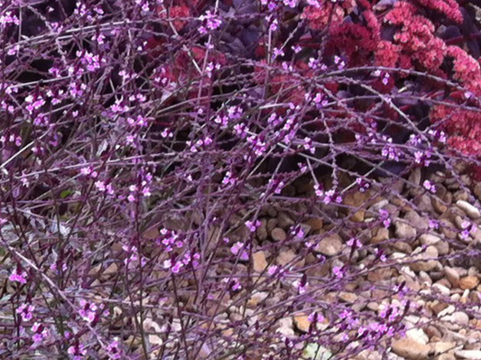 Verbena officinalis 'Bampton'