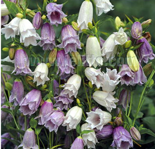 Campanula takesimana 'Flore pleno' Mix