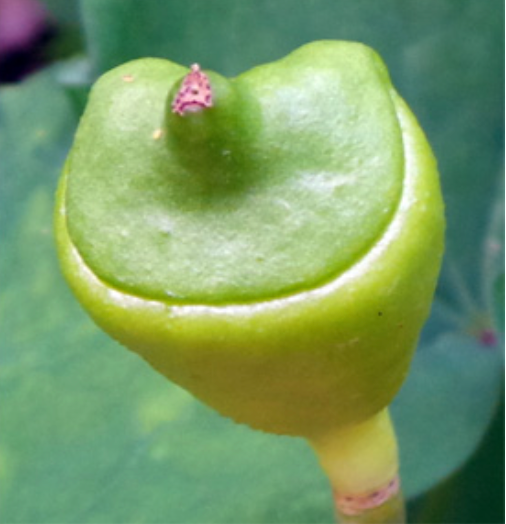 Jeffersonia diphylla