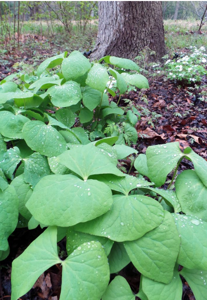 Jeffersonia diphylla