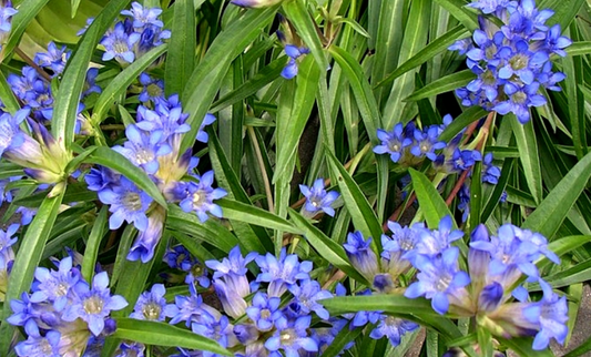 Gentiana  dahurica var. gracileps