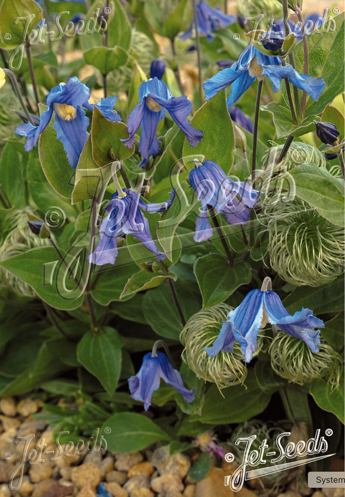 Clematis integrifolia 'Blue Ribbons'