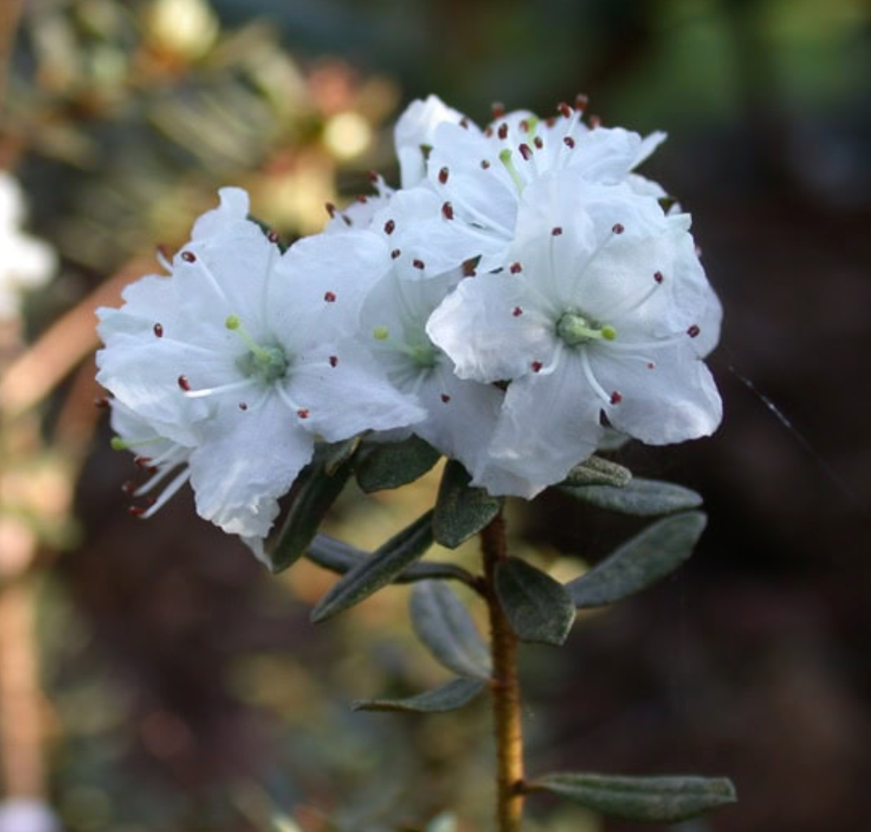 Rhododendron orthocladum var. microleucum