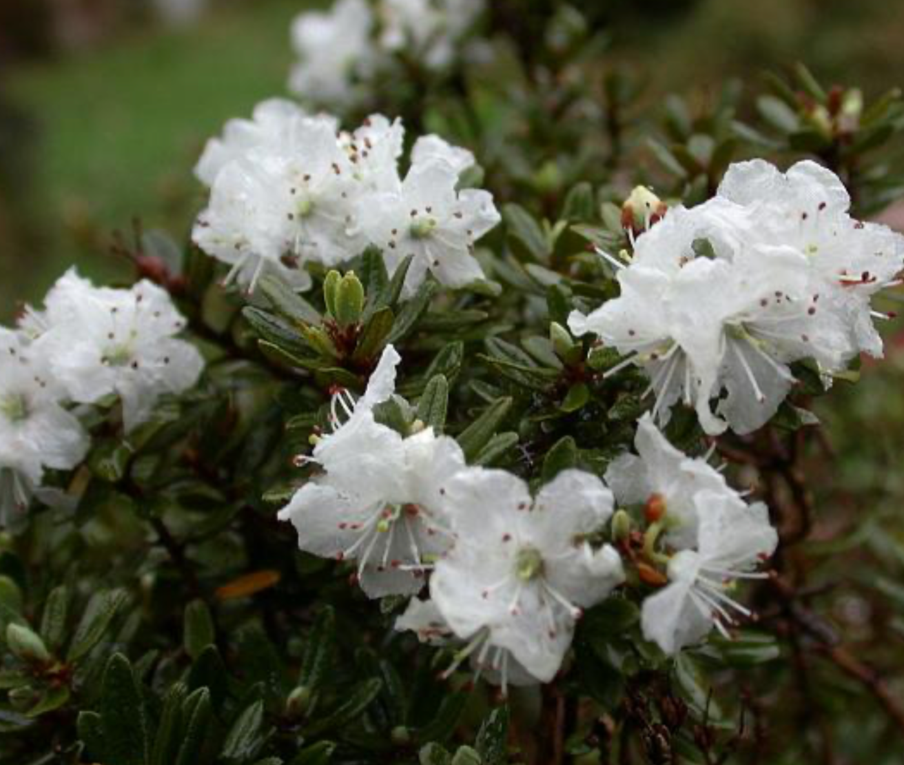 Rhododendron orthocladum var. microleucum