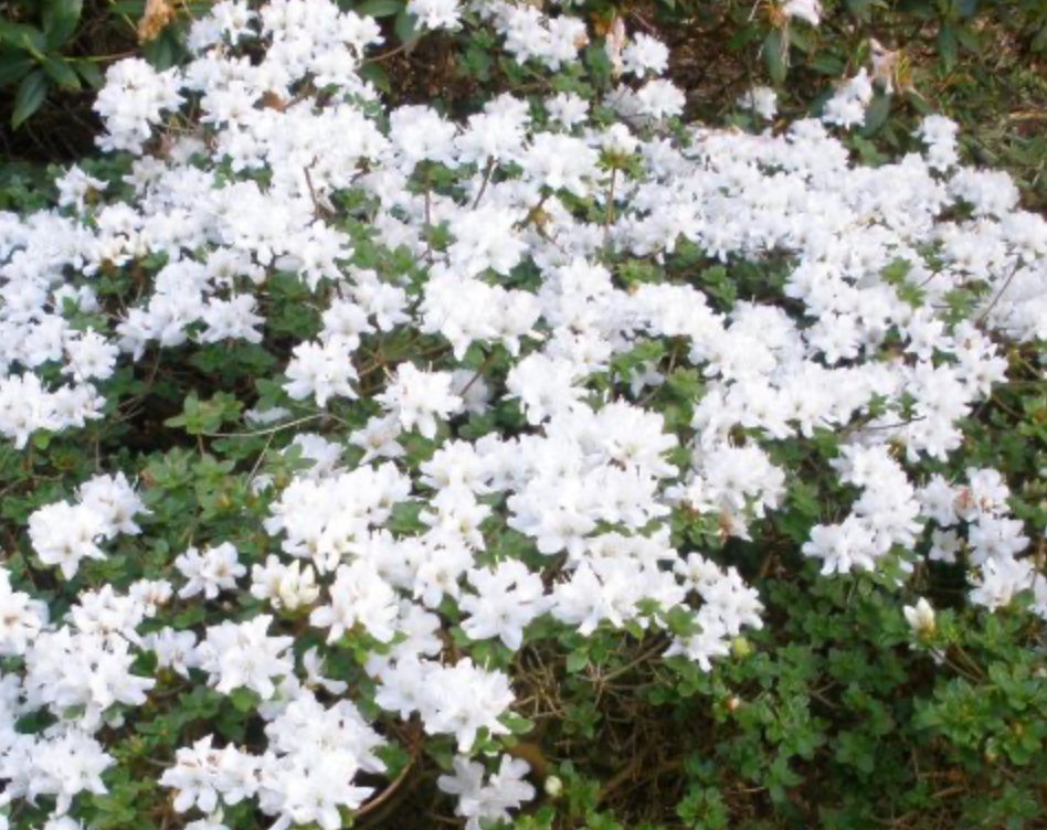 Rhododendron kiusianum album