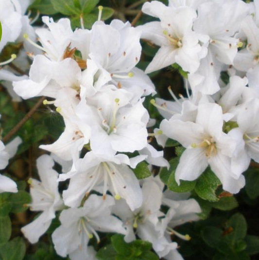 Rhododendron kiusianum album