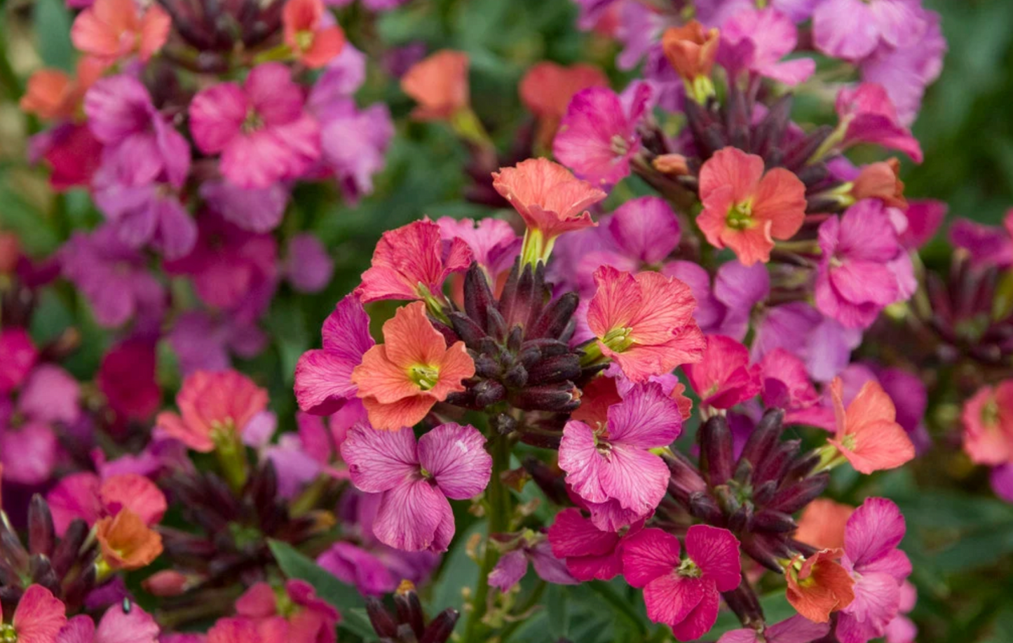 Erysimum cheiri 'Constant Cheer'