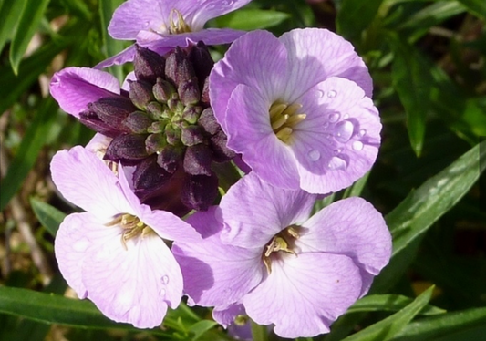 Erysimum linifolium  'Lilac Joy' PETITE