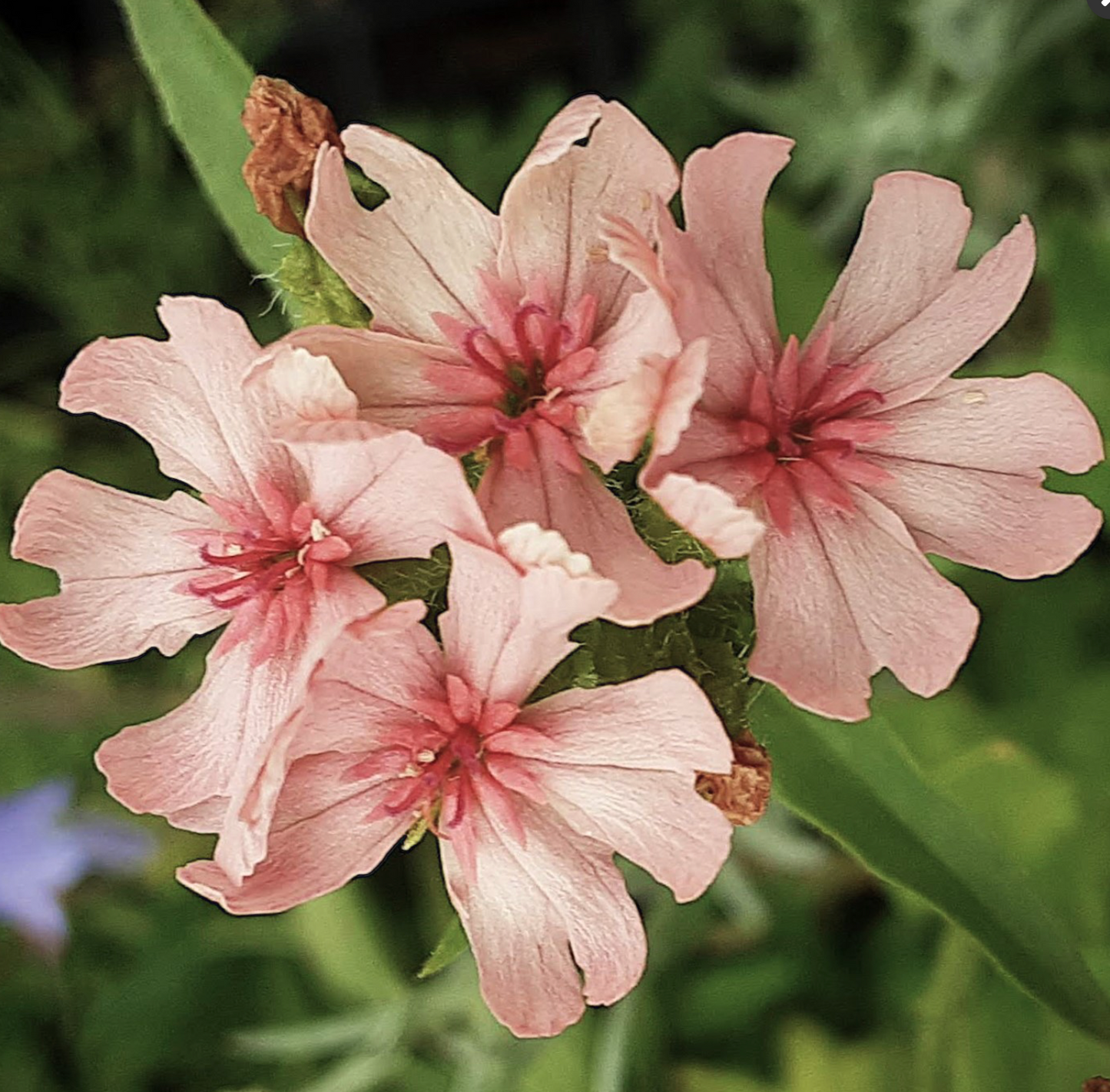 Lychnis chalcedonica 'Pinkie'