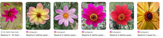 Dahlia variabilis x D. sherffii 'Beeline II'