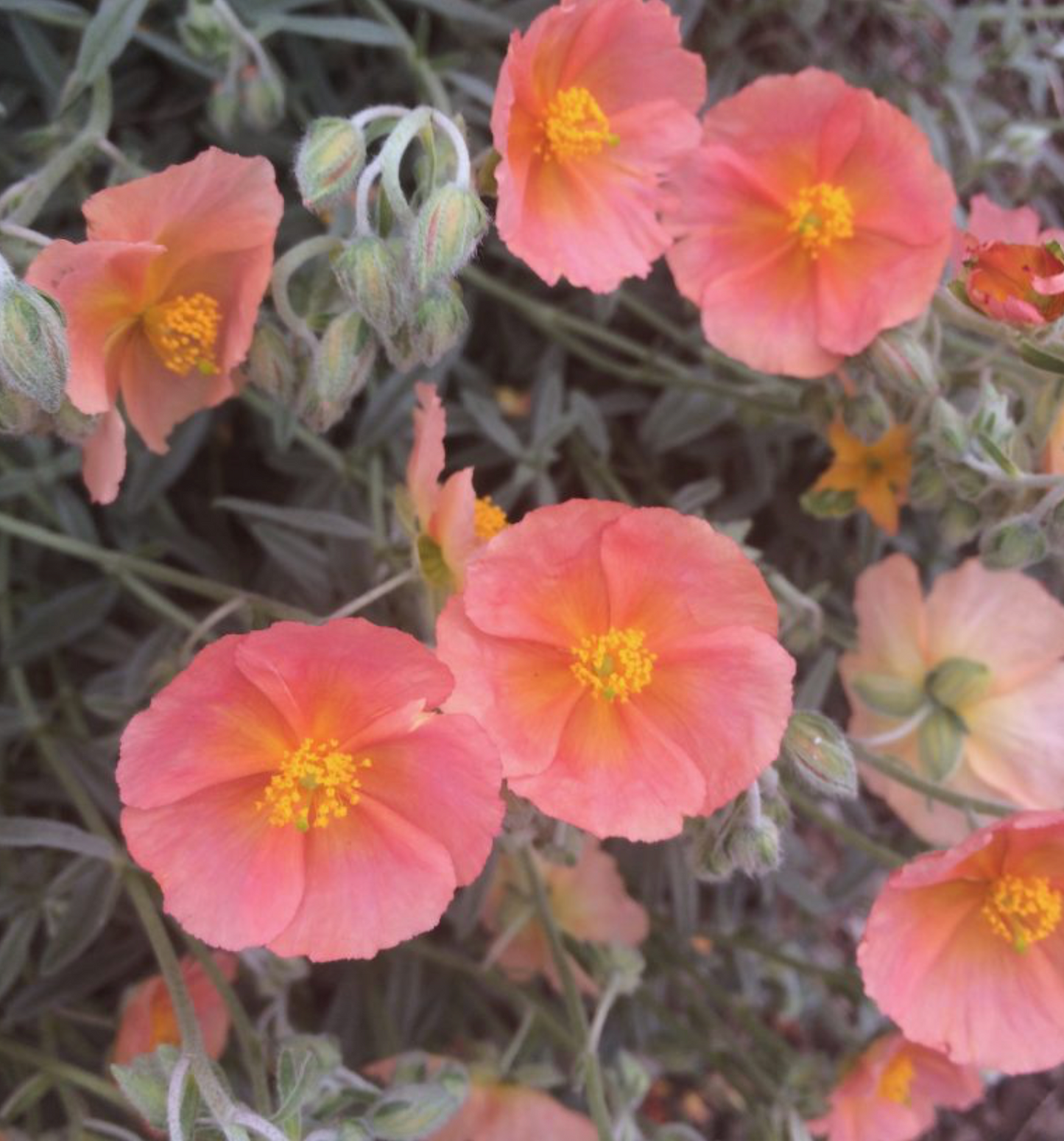 Helianthemum 'Peter and Anna's' my own name perhaps 'Highdown Apricot' or 'Cheviot'...