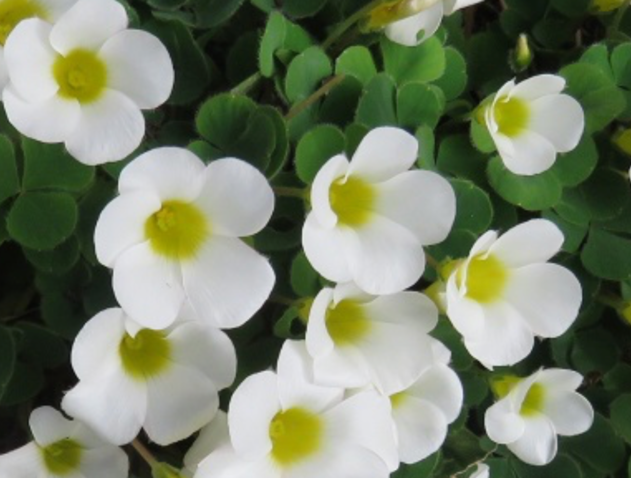 Oxalis flava - white
