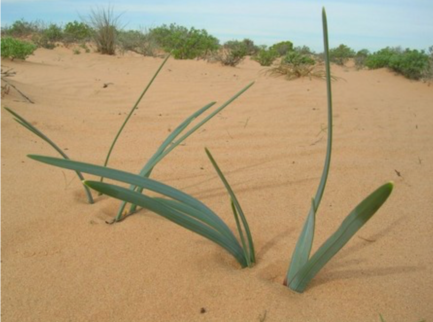 Ferraria schubertii