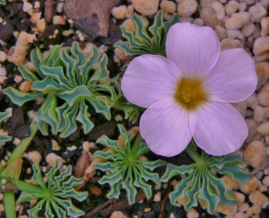 Oxalis flava pink