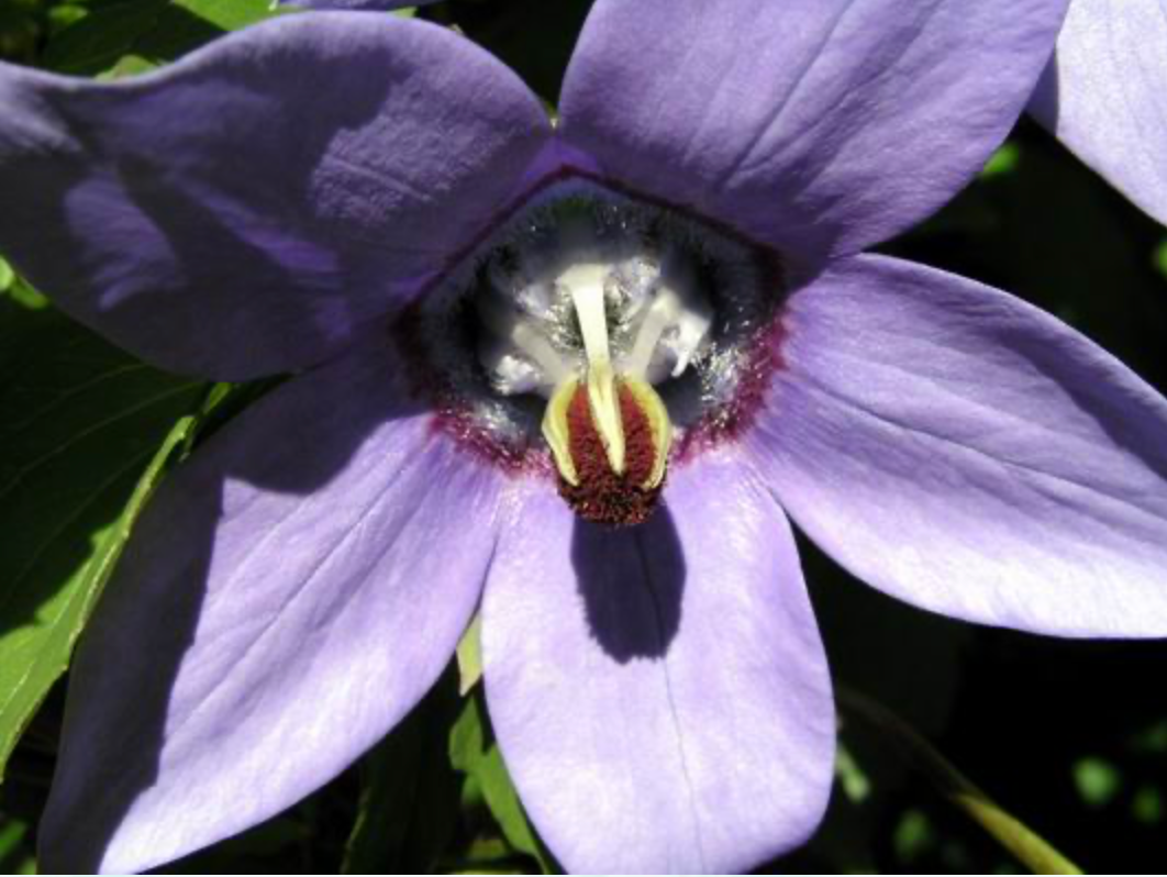 Codonopsis grey-wilsonii syn. Pseudocodon grey-wilsonii