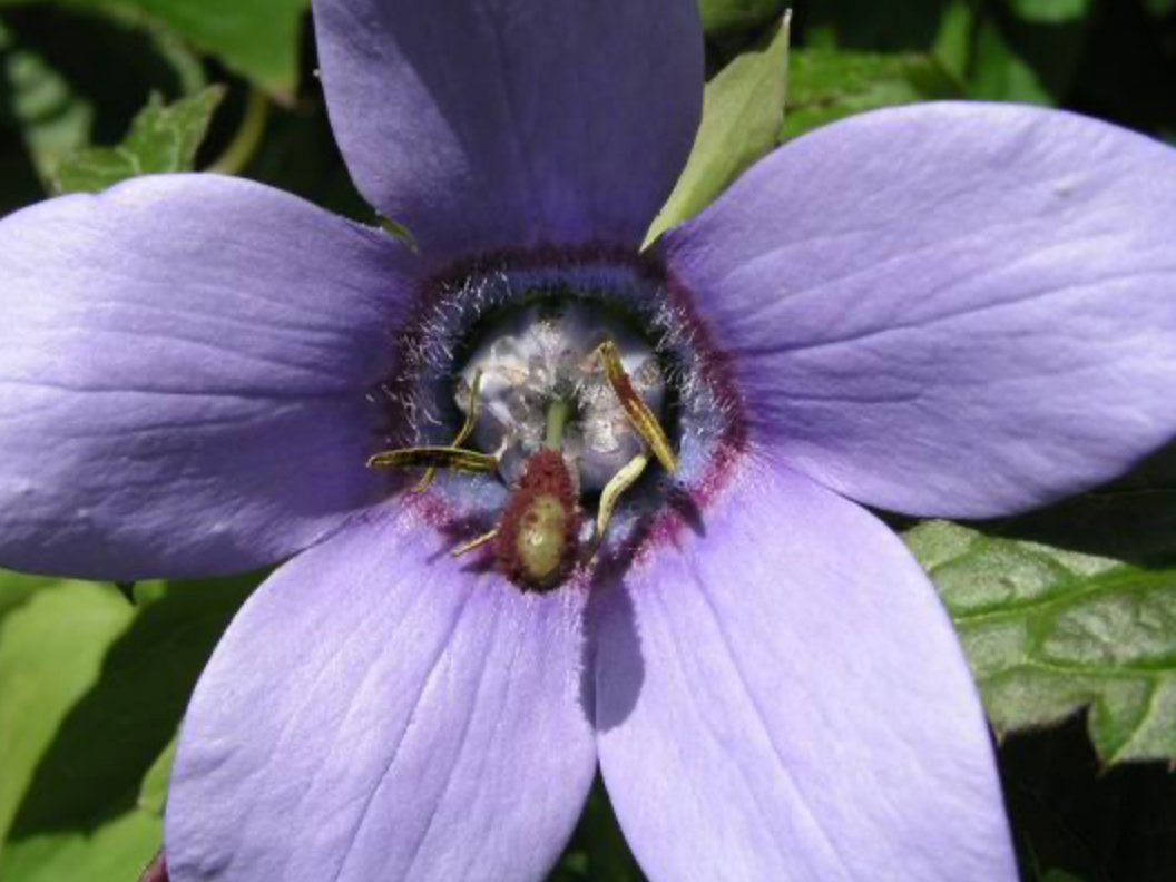 Codonopsis grey-wilsonii syn. Pseudocodon grey-wilsonii