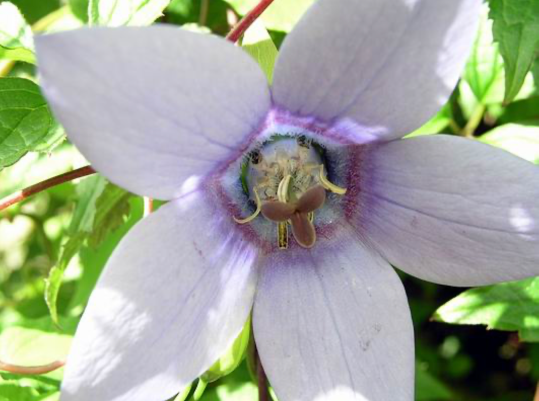 Codonopsis grey-wilsonii syn. Pseudocodon grey-wilsonii