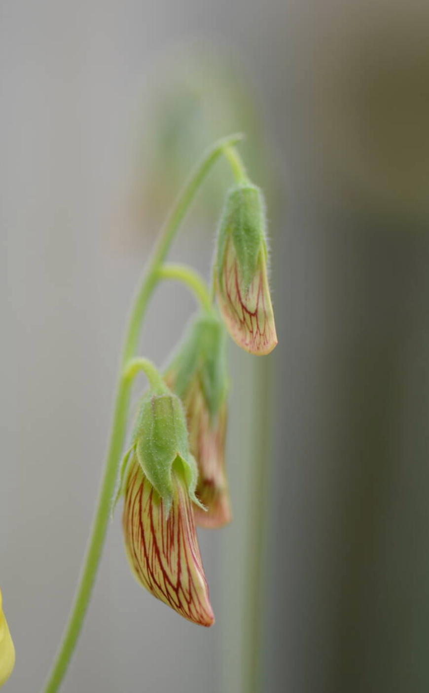 Lathyrus belinensis seed