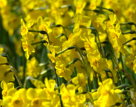 Narcissus jonquilla  'Kokopelli'