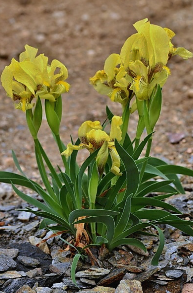 Iris reichenbachii