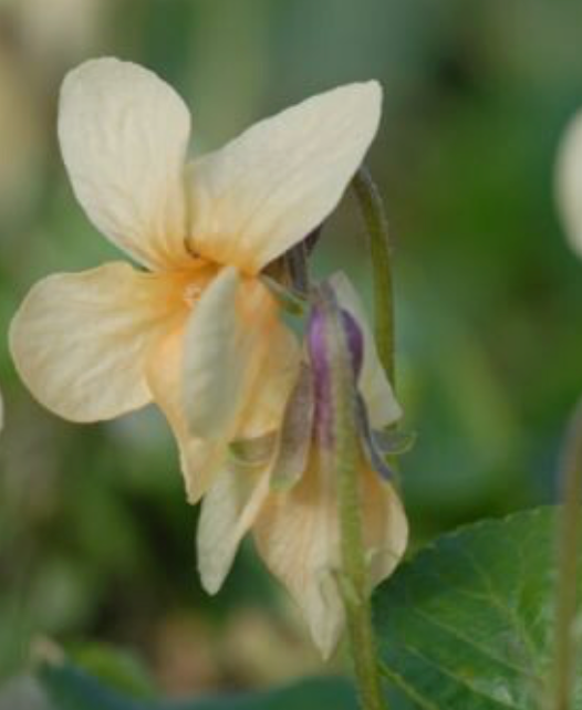 Viola odorata var. sulphurea