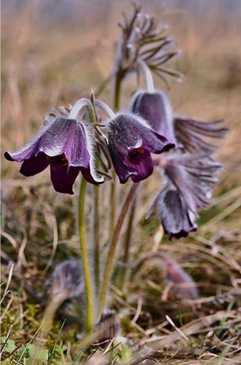 Pulsatilla pratensis subsp. bohemica