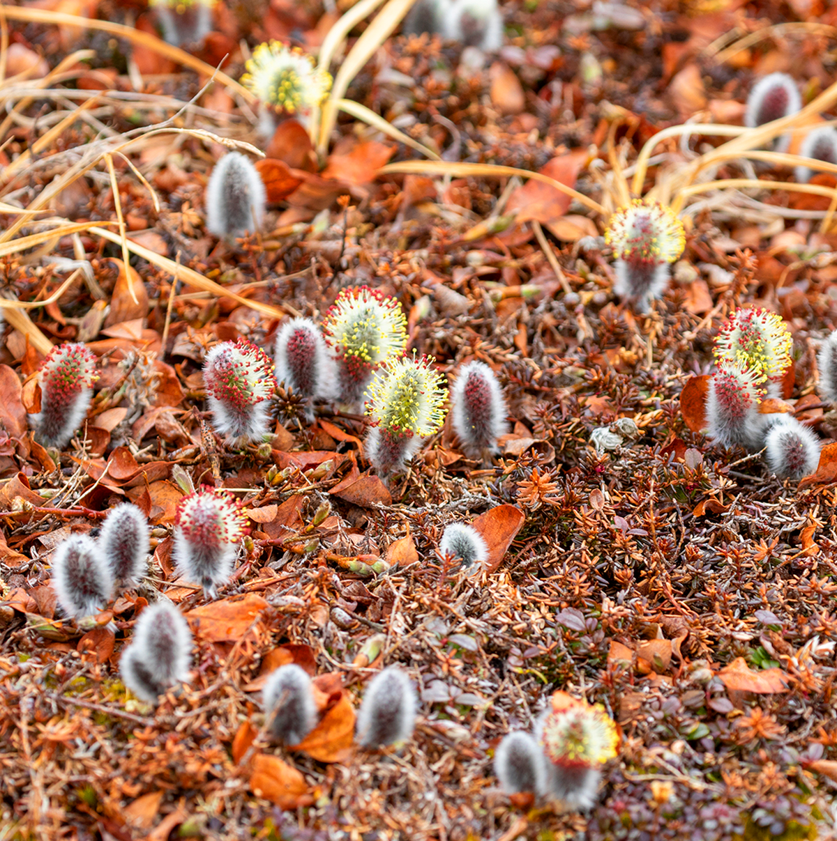 Salix arctica