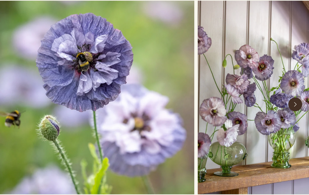 Papaver rhoeas  Grey
