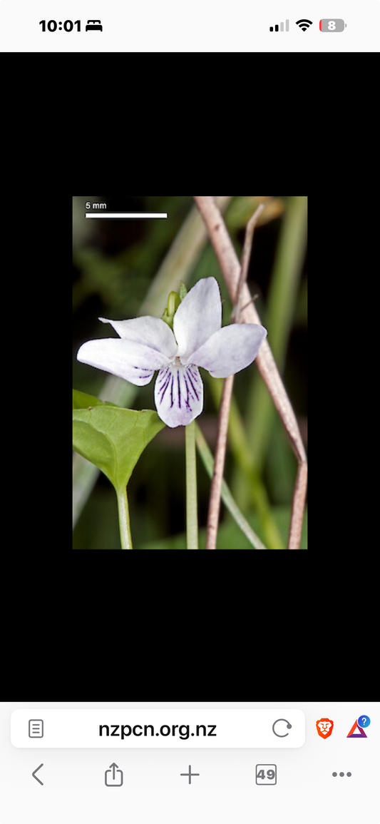 Viola lyalii