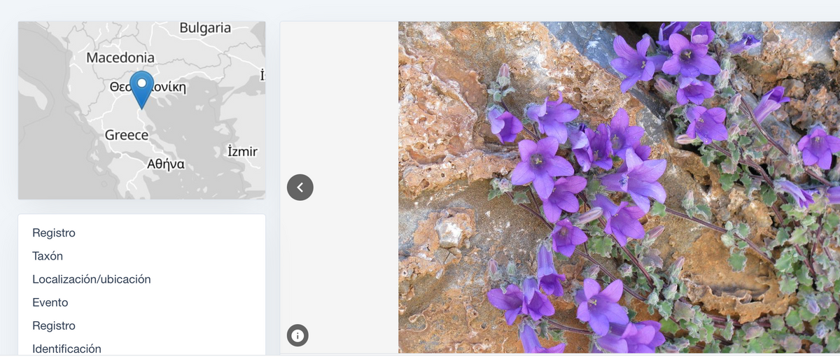 Campanula pelia also sometimes known as C. thessala