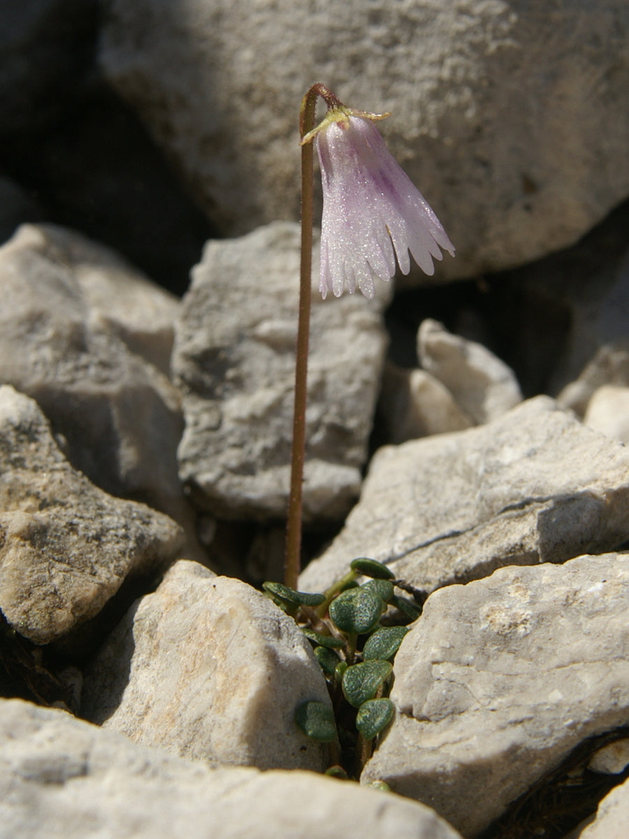 Soldanella minima