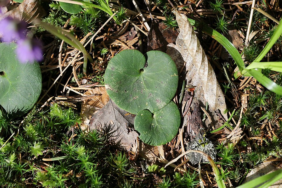 Soldanella montana