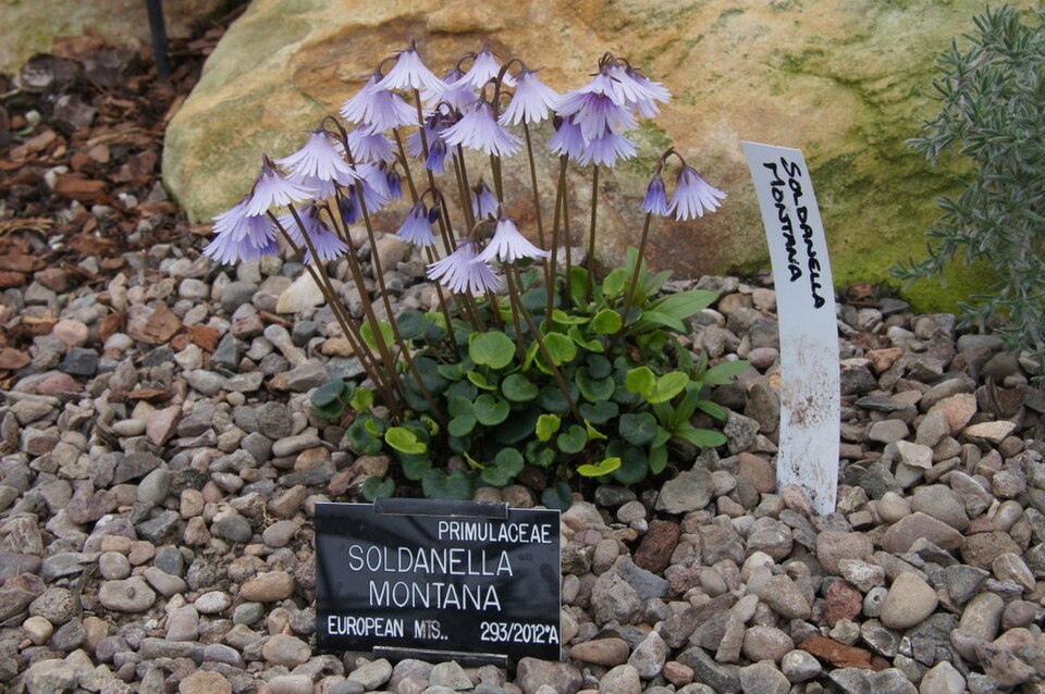 Soldanella montana