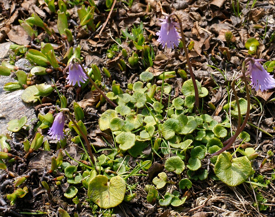 Soldanella pusilla syn. Soldanella alpina