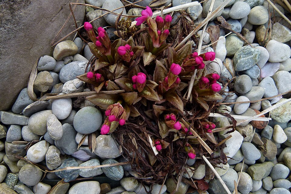 Primula rosea