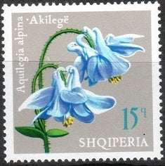 Aquilegia alpina